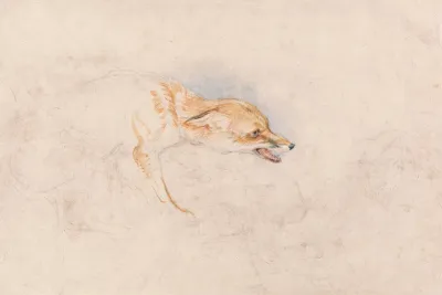 Study Of A Crouching Fox Facing Right