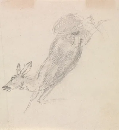 Study Of A Dead Deer