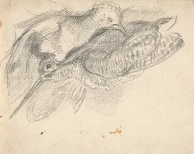 Study Of A Dead Woodcock And Another Bird