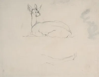 Study Of A Deer Resting Back View