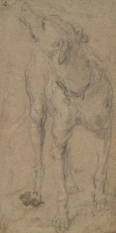 Study Of A Dog 3
