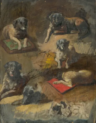 Study Of A Dog 5