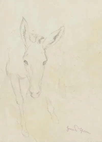 Study Of A Donkey Depicted From The Front