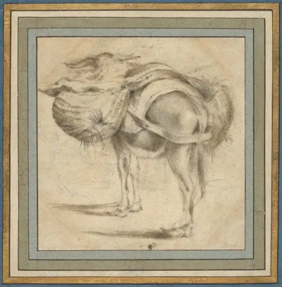 Study Of A Donkey