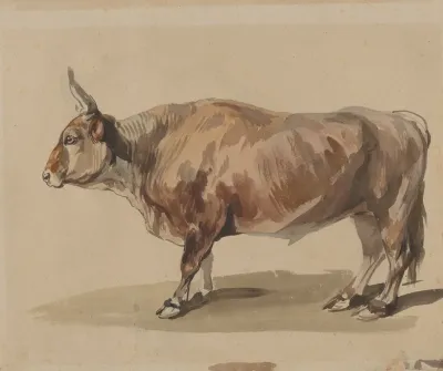 Study Of A Fawn Ox