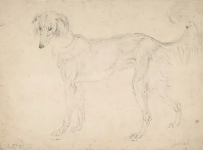 Study Of A Feathered Saluki Facing Left