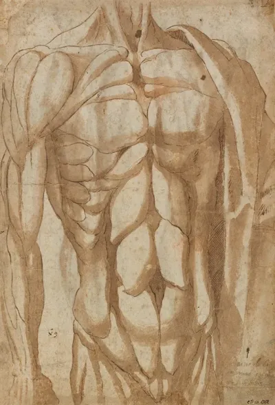 Study Of A Flayed Torso Verso