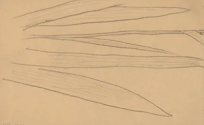Study Of A Flower Verso
