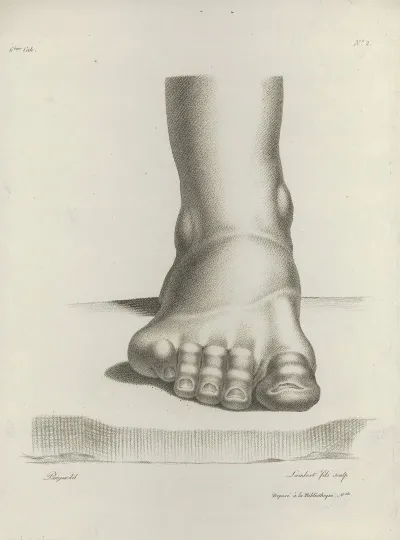 Study Of A Foot 4