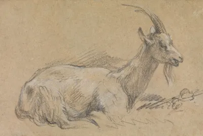 Study Of A Goat 2