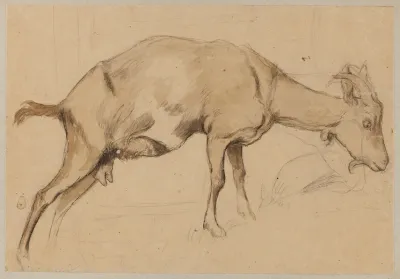 Study Of A Goat 3