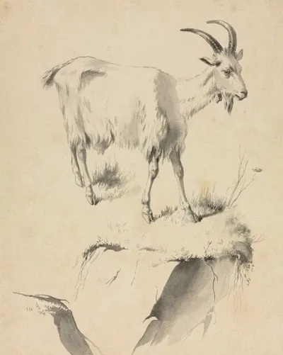 Study Of A Goat