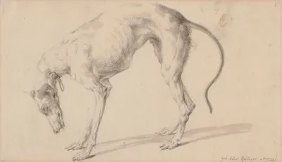 Study Of A Greyhound