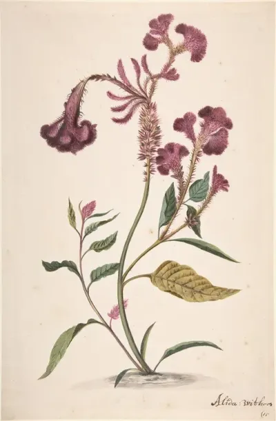 Study Of A Hanekam Celosia Argentea