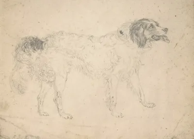Study Of A Herding Dog Facing Right