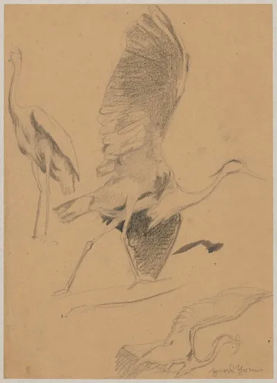 Study Of A Heron