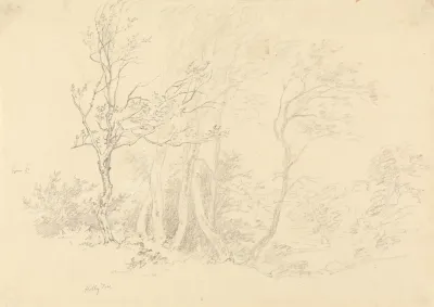 Study Of A Holly Tree