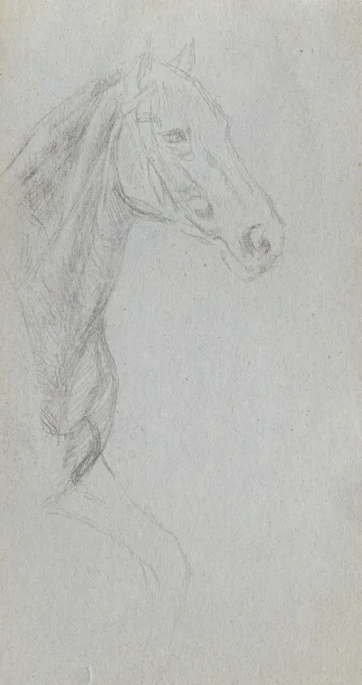 Study Of A Horse 10