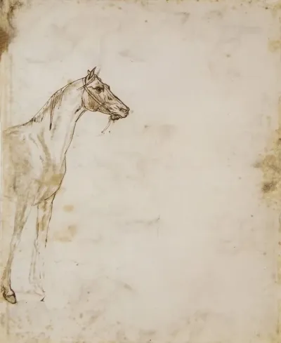 Study Of A Horse 4