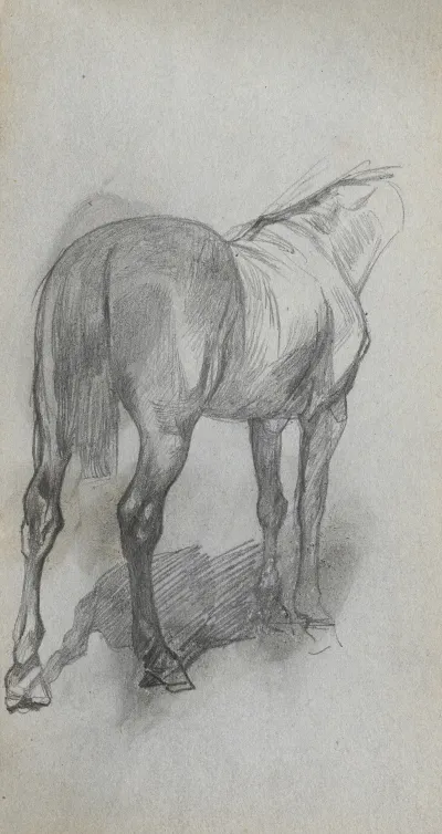Study Of A Horse 6 2