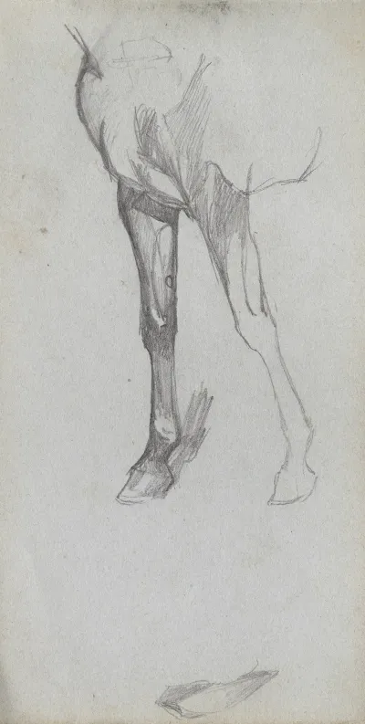 Study Of A Horse 9