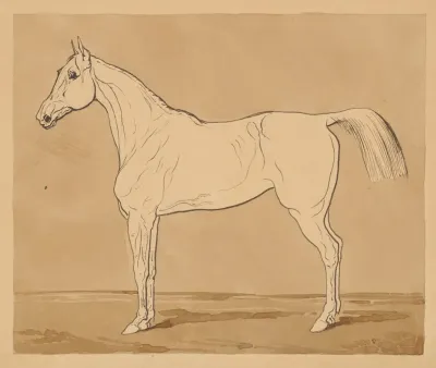 Study Of A Horse Ii