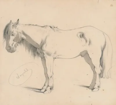Study Of A Horse With Long Mane Ii