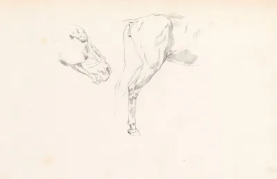 Study Of A Horses Head And Back