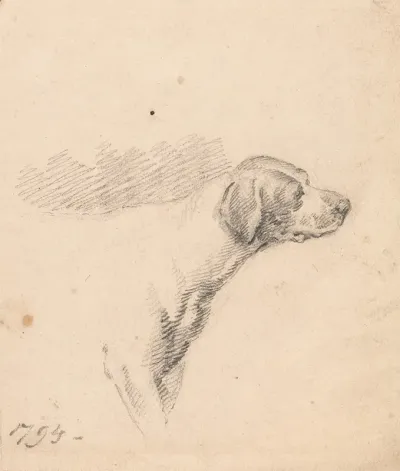 Study Of A Hound Head And Shoulders Facing Right