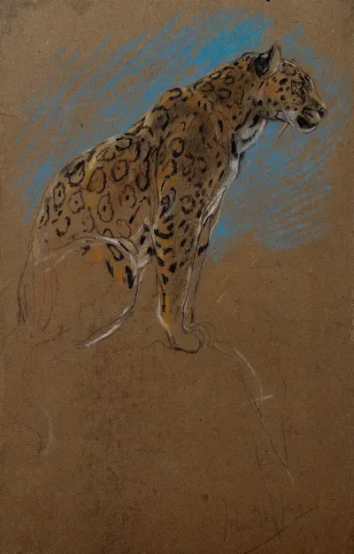 Study Of A Jaguar