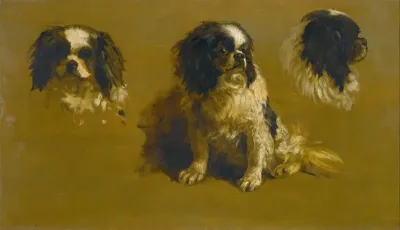 Study Of A King Charles Spaniel