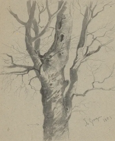 Study Of A Knotted Tree Trunk