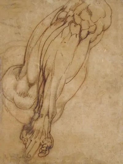 Study Of A Leg
