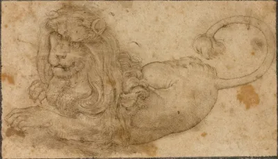 Study Of A Lion 2