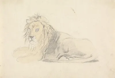 Study Of A Lion 4