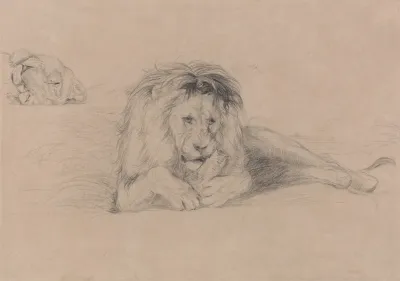 Study Of A Lion And Study Of A Lioness Head