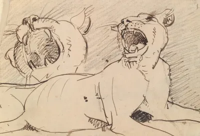 Study Of A Lioness 2
