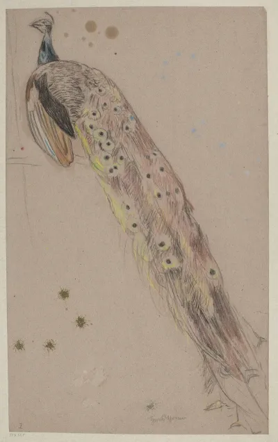 Study Of A Peacock