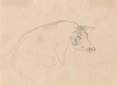Study Of A Pig
