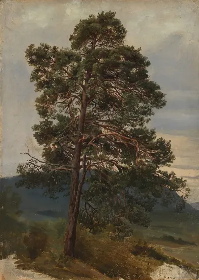 Study Of A Pine Tree