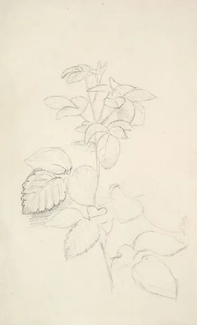 Study Of A Plant 2