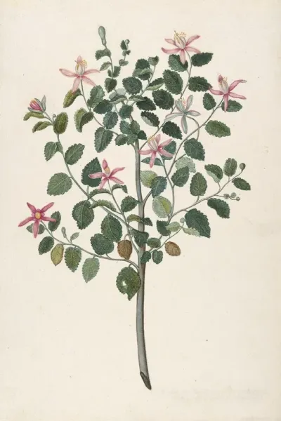 Study Of A Plant With Red Purple Flowers Sebastiana Africana Purpurea