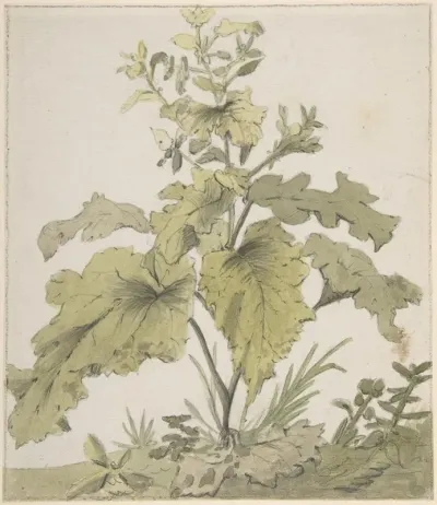 Study Of A Plant