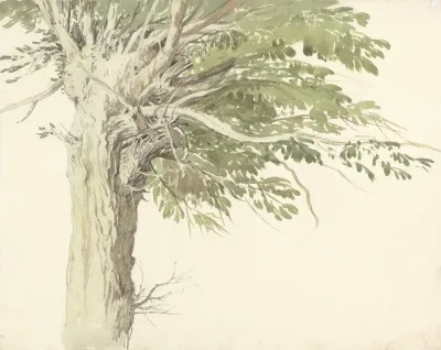 Study Of A Pollarded Tree A Willow