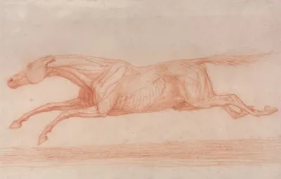 Study Of A Racehorse In Action Galloping To Left A Semi Anatomical Study With Skin Flayed To Show Action Of Muscles