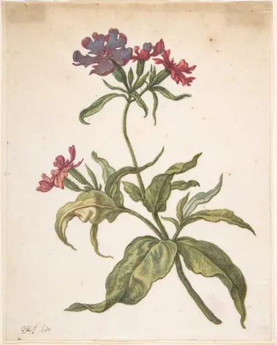 Study Of A Red Catchfly Lychnis Hirsuta