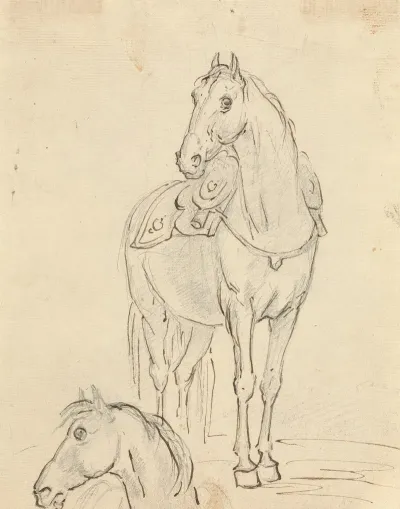 Study Of A Saddled Horse And Horses Head