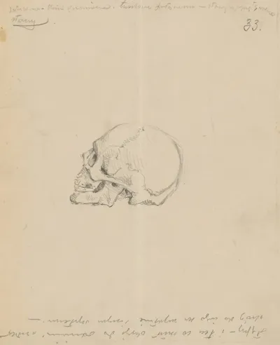Study Of A Skull 2