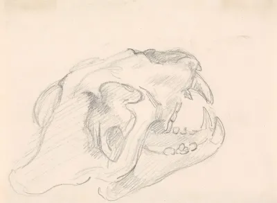 Study Of A Skull 3
