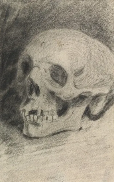 Study Of A Skull